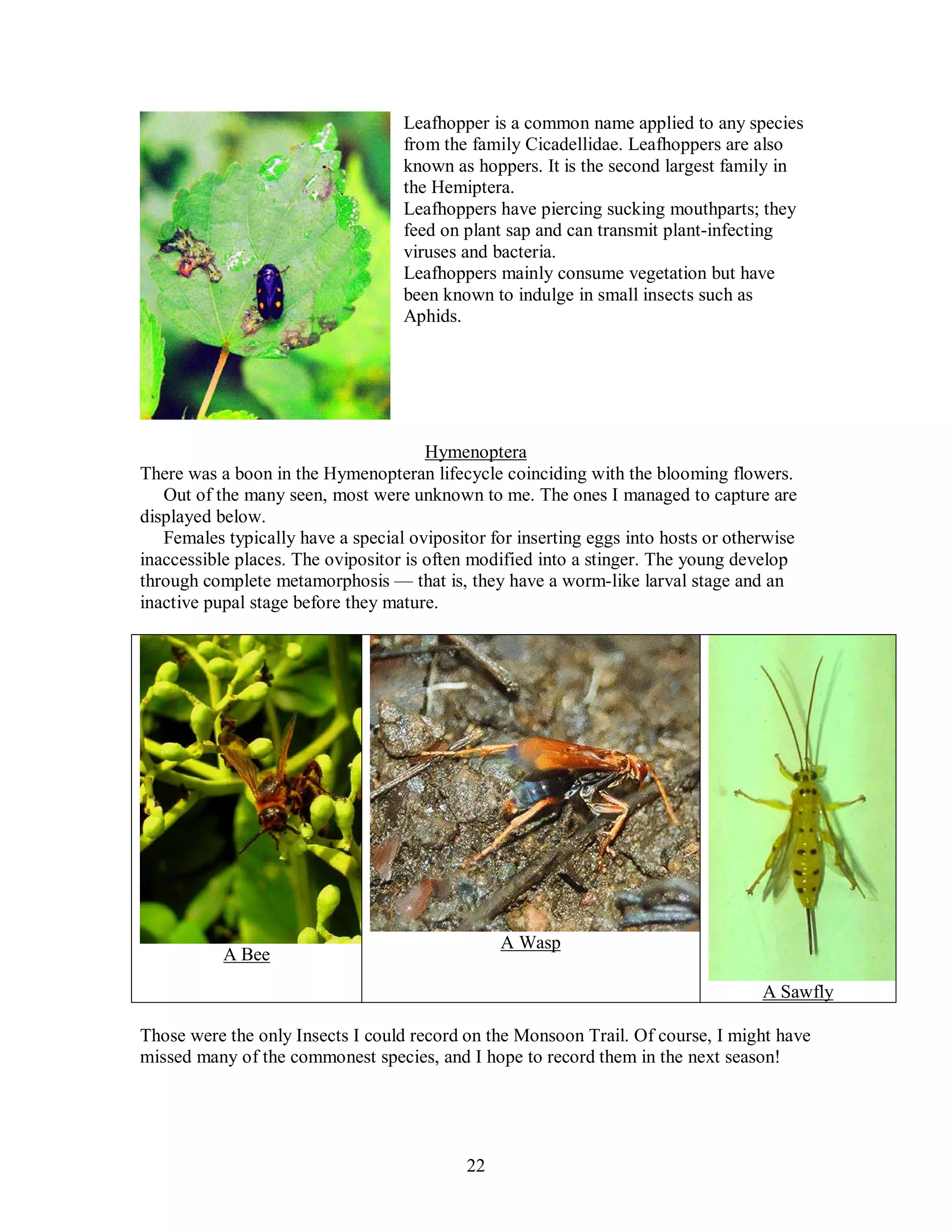 22
Leafhopper is a common name applied to any species
from the family Cicadellidae. Leafhoppers are also
known as hoppers. It is the second largest family in
the Hemiptera.
Leafhoppers have piercing sucking mouthparts; they
feed on plant sap and can transmit plant-infecting
viruses and bacteria.
Leafhoppers mainly consume vegetation but have
been known to indulge in small insects such as
Aphids.
Hymenoptera
There was a boon in the Hymenopteran lifecycle coinciding with the blooming flowers.
Out of the many seen, most were unknown to me. The ones I managed to capture are
displayed below.
Females typically have a special ovipositor for inserting eggs into hosts or otherwise
inaccessible places. The ovipositor is often modified into a stinger. The young develop
through complete metamorphosis — that is, they have a worm-like larval stage and an
inactive pupal stage before they mature.
A Bee
A Wasp
A Sawfly
Those were the only Insects I could record on the Monsoon Trail. Of course, I might have
missed many of the commonest species, and I hope to record them in the next season!
 