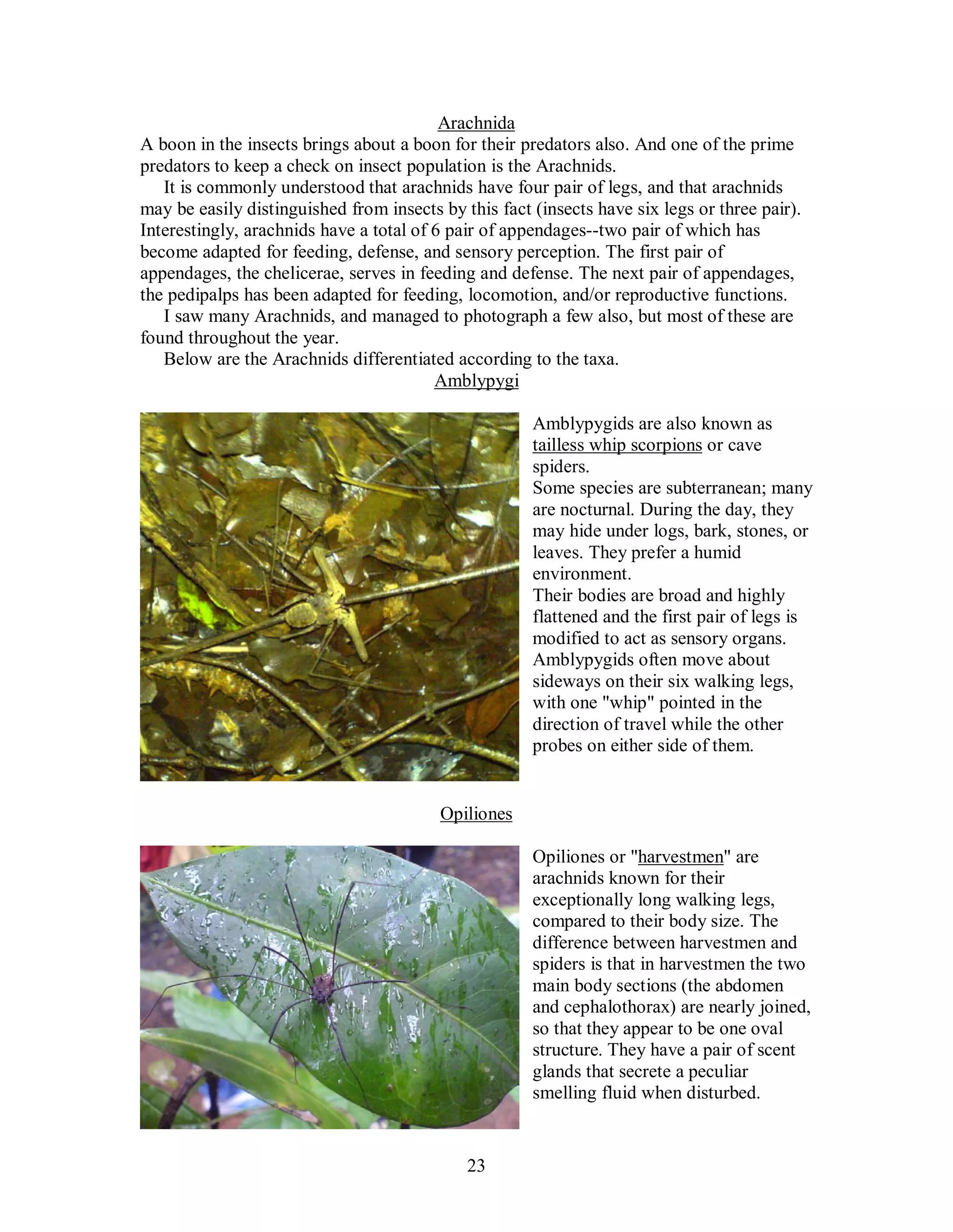 23
Arachnida
A boon in the insects brings about a boon for their predators also. And one of the prime
predators to keep a check on insect population is the Arachnids.
It is commonly understood that arachnids have four pair of legs, and that arachnids
may be easily distinguished from insects by this fact (insects have six legs or three pair).
Interestingly, arachnids have a total of 6 pair of appendages--two pair of which has
become adapted for feeding, defense, and sensory perception. The first pair of
appendages, the chelicerae, serves in feeding and defense. The next pair of appendages,
the pedipalps has been adapted for feeding, locomotion, and/or reproductive functions.
I saw many Arachnids, and managed to photograph a few also, but most of these are
found throughout the year.
Below are the Arachnids differentiated according to the taxa.
Amblypygi
Amblypygids are also known as
tailless whip scorpions or cave
spiders.
Some species are subterranean; many
are nocturnal. During the day, they
may hide under logs, bark, stones, or
leaves. They prefer a humid
environment.
Their bodies are broad and highly
flattened and the first pair of legs is
modified to act as sensory organs.
Amblypygids often move about
sideways on their six walking legs,
with one "whip" pointed in the
direction of travel while the other
probes on either side of them.
Opiliones
Opiliones or "harvestmen" are
arachnids known for their
exceptionally long walking legs,
compared to their body size. The
difference between harvestmen and
spiders is that in harvestmen the two
main body sections (the abdomen
and cephalothorax) are nearly joined,
so that they appear to be one oval
structure. They have a pair of scent
glands that secrete a peculiar
smelling fluid when disturbed.
 
