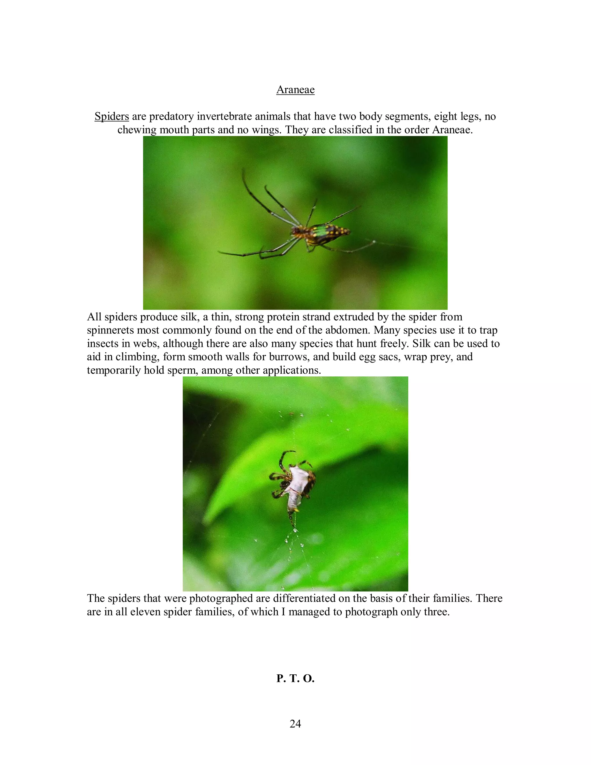 24
Araneae
Spiders are predatory invertebrate animals that have two body segments, eight legs, no
chewing mouth parts and no wings. They are classified in the order Araneae.
All spiders produce silk, a thin, strong protein strand extruded by the spider from
spinnerets most commonly found on the end of the abdomen. Many species use it to trap
insects in webs, although there are also many species that hunt freely. Silk can be used to
aid in climbing, form smooth walls for burrows, and build egg sacs, wrap prey, and
temporarily hold sperm, among other applications.
The spiders that were photographed are differentiated on the basis of their families. There
are in all eleven spider families, of which I managed to photograph only three.
P. T. O.
 