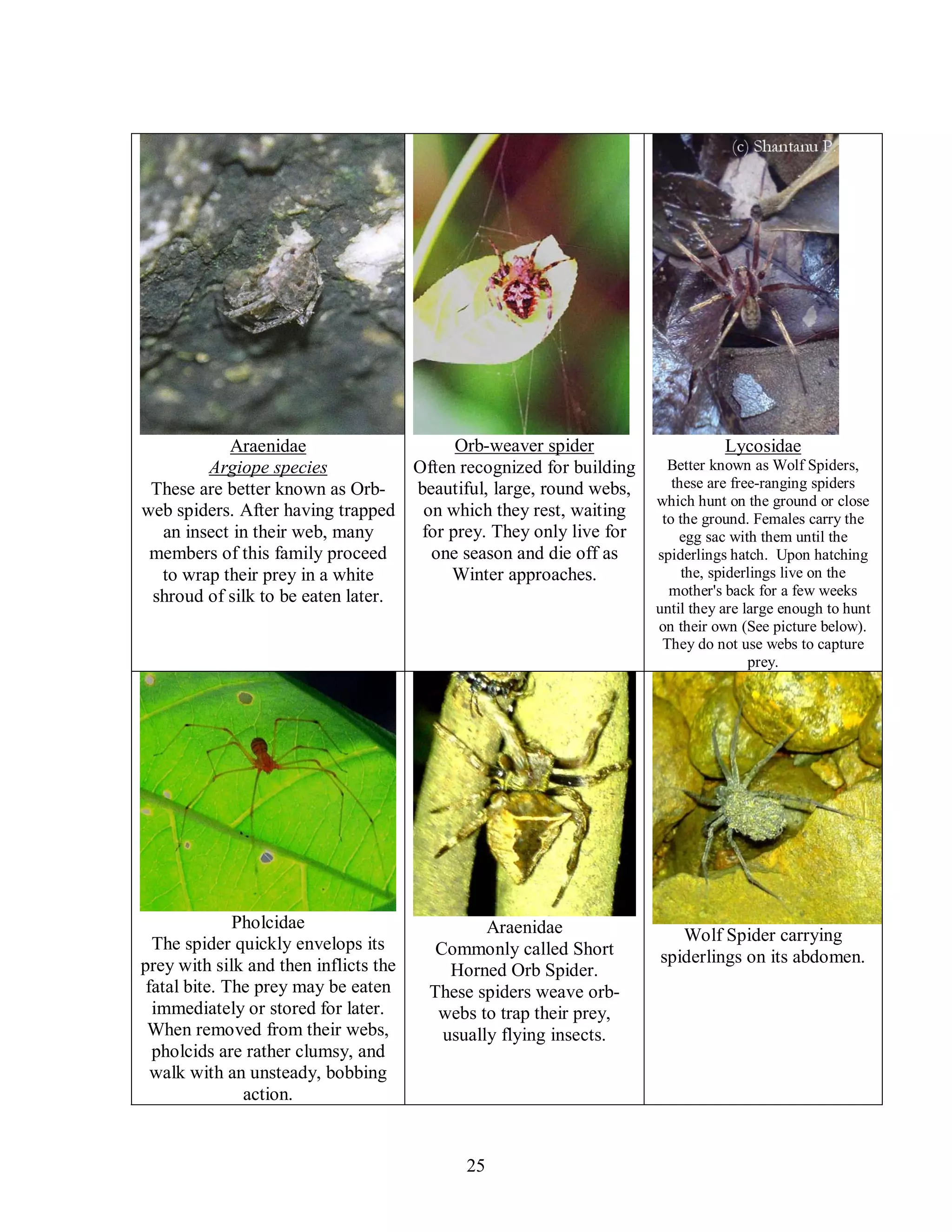 25
Araenidae
Argiope species
These are better known as Orb-
web spiders. After having trapped
an insect in their web, many
members of this family proceed
to wrap their prey in a white
shroud of silk to be eaten later.
Orb-weaver spider
Often recognized for building
beautiful, large, round webs,
on which they rest, waiting
for prey. They only live for
one season and die off as
Winter approaches.
Lycosidae
Better known as Wolf Spiders,
these are free-ranging spiders
which hunt on the ground or close
to the ground. Females carry the
egg sac with them until the
spiderlings hatch. Upon hatching
the, spiderlings live on the
mother's back for a few weeks
until they are large enough to hunt
on their own (See picture below).
They do not use webs to capture
prey.
Pholcidae
The spider quickly envelops its
prey with silk and then inflicts the
fatal bite. The prey may be eaten
immediately or stored for later.
When removed from their webs,
pholcids are rather clumsy, and
walk with an unsteady, bobbing
action.
Araenidae
Commonly called Short
Horned Orb Spider.
These spiders weave orb-
webs to trap their prey,
usually flying insects.
Wolf Spider carrying
spiderlings on its abdomen.
 