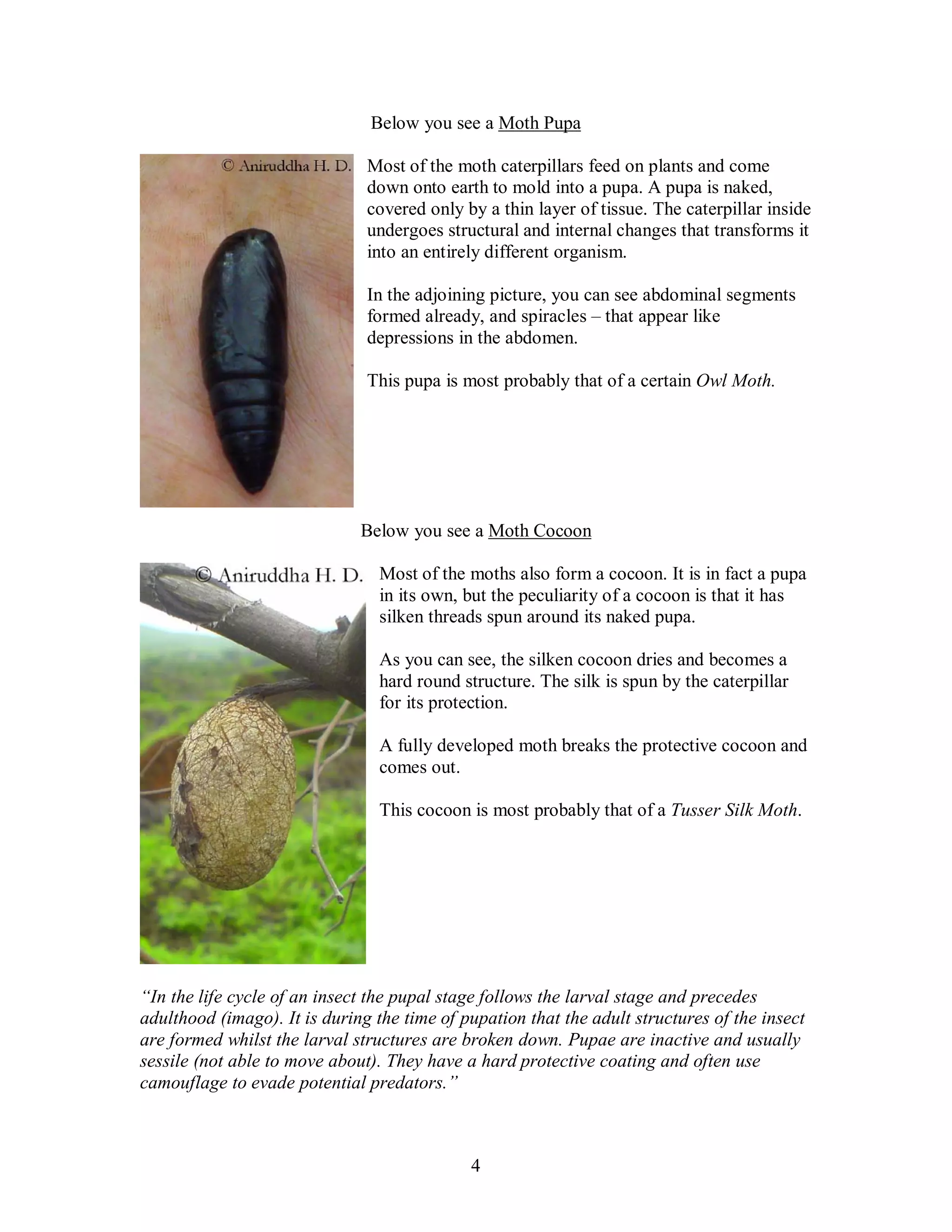 4
Below you see a Moth Pupa
Most of the moth caterpillars feed on plants and come
down onto earth to mold into a pupa. A pupa is naked,
covered only by a thin layer of tissue. The caterpillar inside
undergoes structural and internal changes that transforms it
into an entirely different organism.
In the adjoining picture, you can see abdominal segments
formed already, and spiracles – that appear like
depressions in the abdomen.
This pupa is most probably that of a certain Owl Moth.
Below you see a Moth Cocoon
Most of the moths also form a cocoon. It is in fact a pupa
in its own, but the peculiarity of a cocoon is that it has
silken threads spun around its naked pupa.
As you can see, the silken cocoon dries and becomes a
hard round structure. The silk is spun by the caterpillar
for its protection.
A fully developed moth breaks the protective cocoon and
comes out.
This cocoon is most probably that of a Tusser Silk Moth.
“In the life cycle of an insect the pupal stage follows the larval stage and precedes
adulthood (imago). It is during the time of pupation that the adult structures of the insect
are formed whilst the larval structures are broken down. Pupae are inactive and usually
sessile (not able to move about). They have a hard protective coating and often use
camouflage to evade potential predators.”
 
