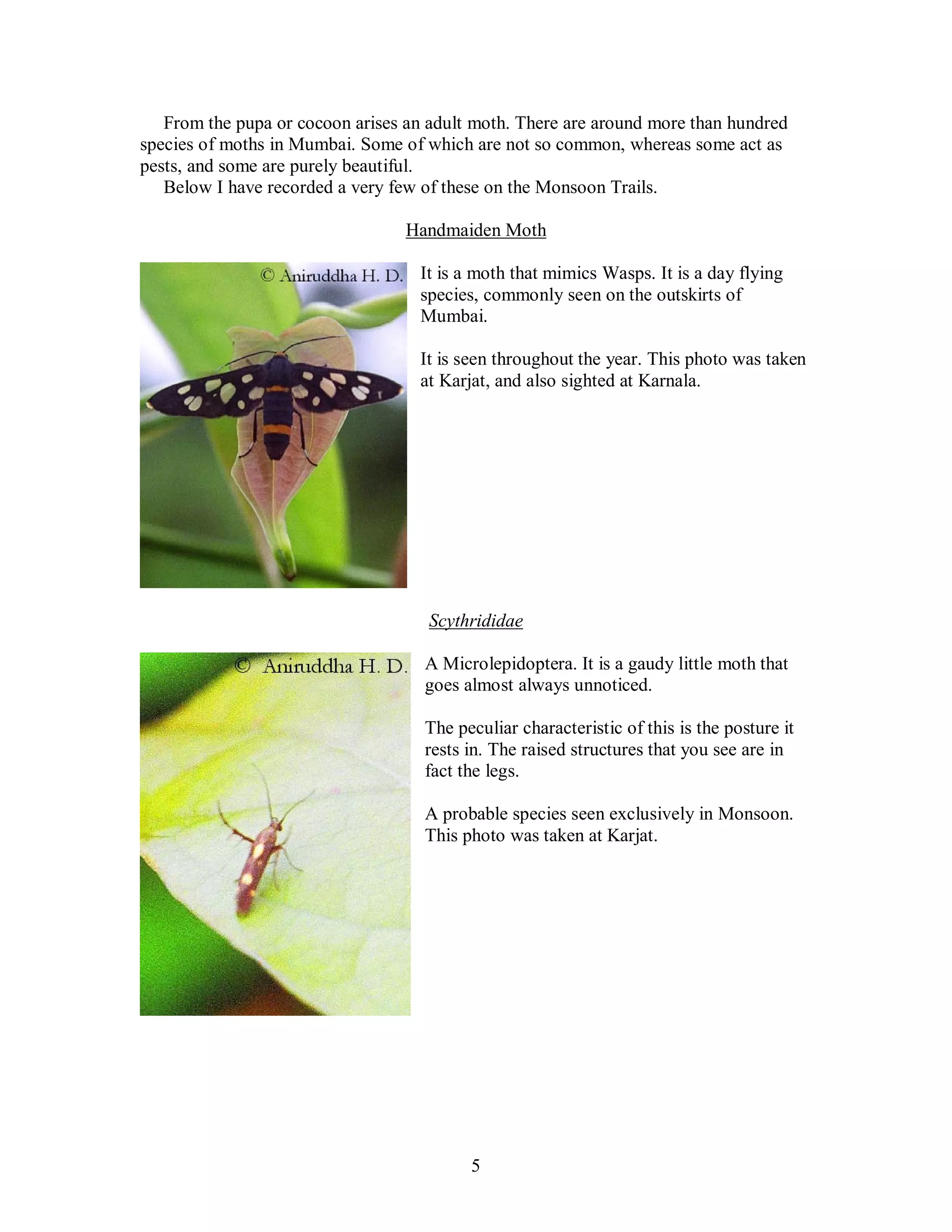 5
From the pupa or cocoon arises an adult moth. There are around more than hundred
species of moths in Mumbai. Some of which are not so common, whereas some act as
pests, and some are purely beautiful.
Below I have recorded a very few of these on the Monsoon Trails.
Handmaiden Moth
It is a moth that mimics Wasps. It is a day flying
species, commonly seen on the outskirts of
Mumbai.
It is seen throughout the year. This photo was taken
at Karjat, and also sighted at Karnala.
Scythrididae
A Microlepidoptera. It is a gaudy little moth that
goes almost always unnoticed.
The peculiar characteristic of this is the posture it
rests in. The raised structures that you see are in
fact the legs.
A probable species seen exclusively in Monsoon.
This photo was taken at Karjat.
 