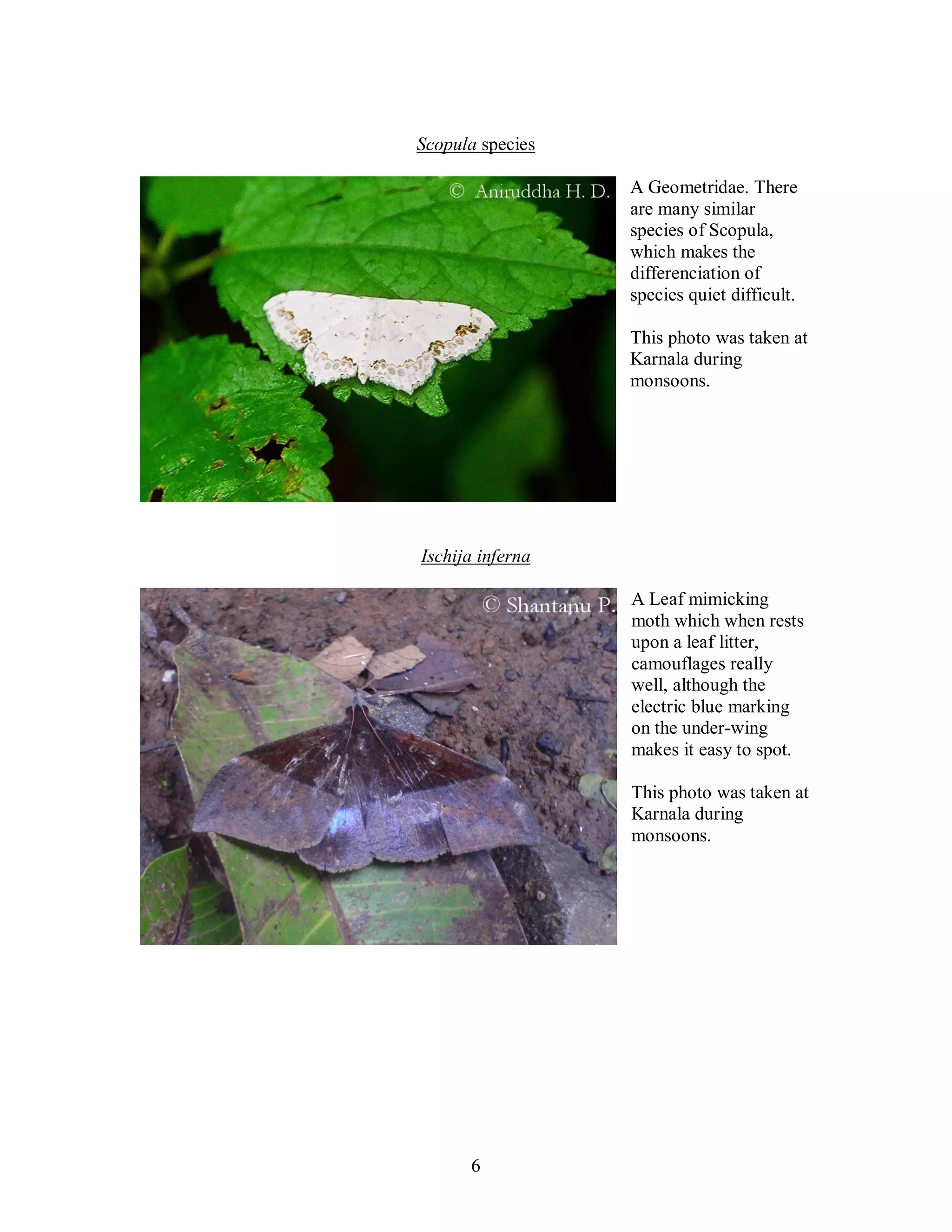 6
Scopula species
A Geometridae. There
are many similar
species of Scopula,
which makes the
differenciation of
species quiet difficult.
This photo was taken at
Karnala during
monsoons.
Ischija inferna
A Leaf mimicking
moth which when rests
upon a leaf litter,
camouflages really
well, although the
electric blue marking
on the under-wing
makes it easy to spot.
This photo was taken at
Karnala during
monsoons.
 
