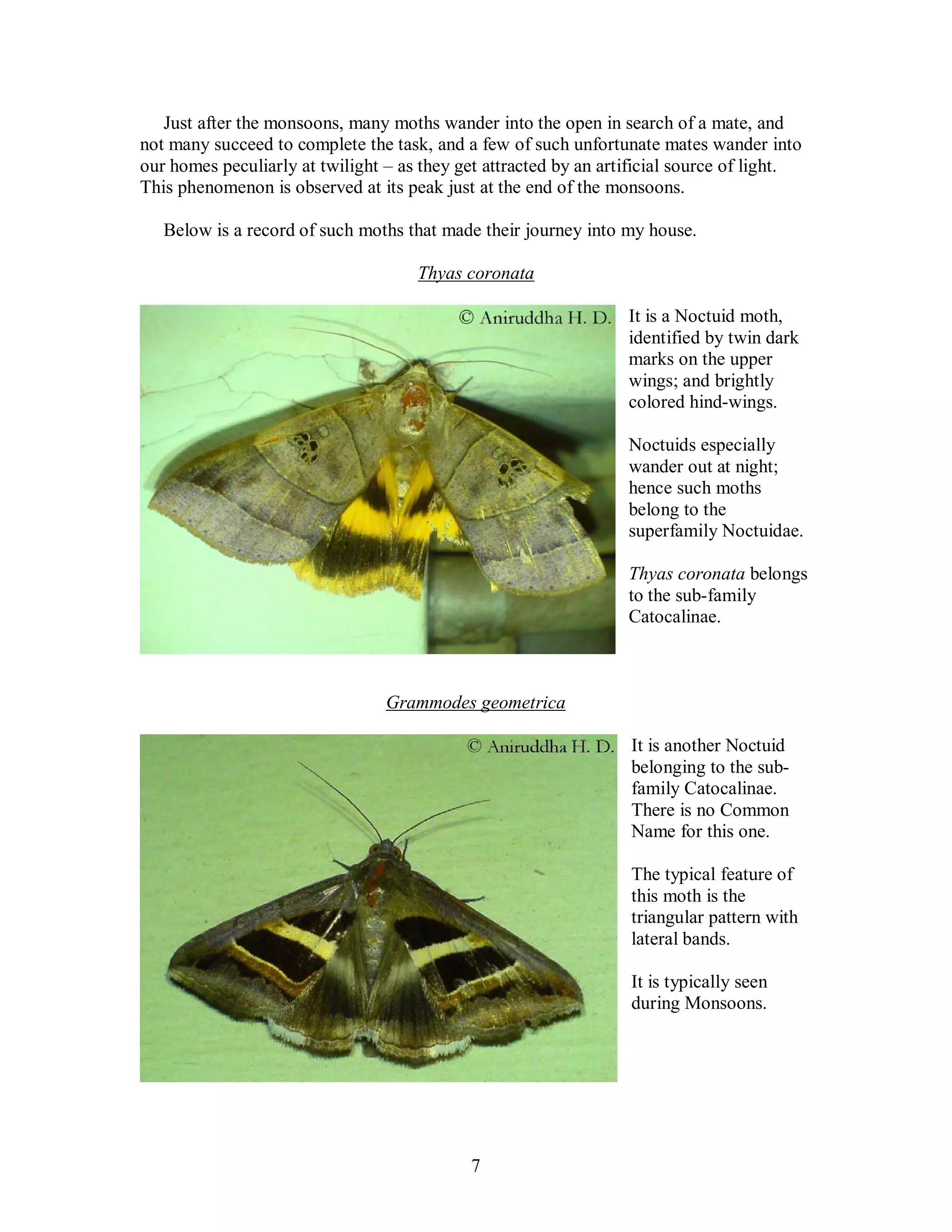 7
Just after the monsoons, many moths wander into the open in search of a mate, and
not many succeed to complete the task, and a few of such unfortunate mates wander into
our homes peculiarly at twilight – as they get attracted by an artificial source of light.
This phenomenon is observed at its peak just at the end of the monsoons.
Below is a record of such moths that made their journey into my house.
Thyas coronata
It is a Noctuid moth,
identified by twin dark
marks on the upper
wings; and brightly
colored hind-wings.
Noctuids especially
wander out at night;
hence such moths
belong to the
superfamily Noctuidae.
Thyas coronata belongs
to the sub-family
Catocalinae.
Grammodes geometrica
It is another Noctuid
belonging to the sub-
family Catocalinae.
There is no Common
Name for this one.
The typical feature of
this moth is the
triangular pattern with
lateral bands.
It is typically seen
during Monsoons.
 