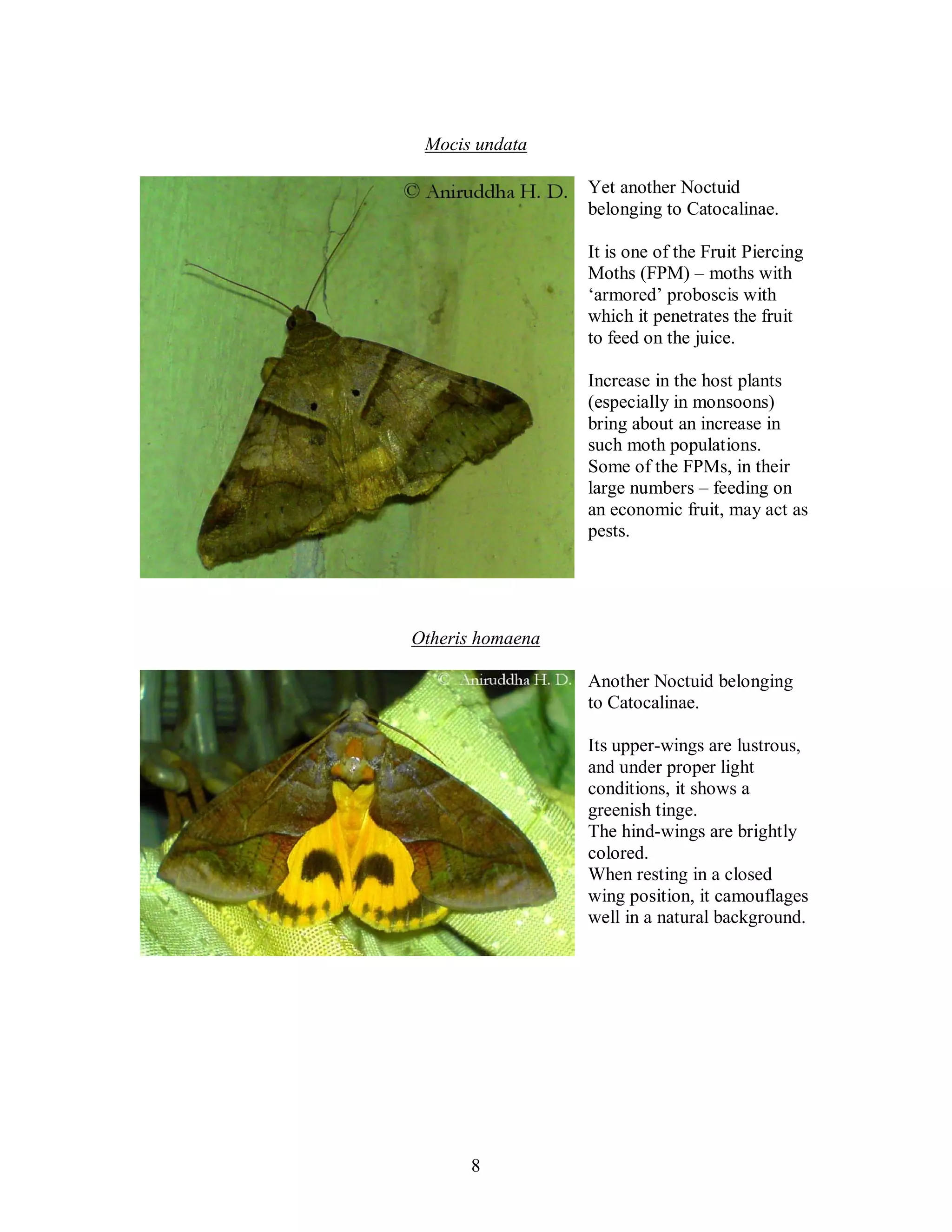 8
Mocis undata
Yet another Noctuid
belonging to Catocalinae.
It is one of the Fruit Piercing
Moths (FPM) – moths with
‘armored’ proboscis with
which it penetrates the fruit
to feed on the juice.
Increase in the host plants
(especially in monsoons)
bring about an increase in
such moth populations.
Some of the FPMs, in their
large numbers – feeding on
an economic fruit, may act as
pests.
Otheris homaena
Another Noctuid belonging
to Catocalinae.
Its upper-wings are lustrous,
and under proper light
conditions, it shows a
greenish tinge.
The hind-wings are brightly
colored.
When resting in a closed
wing position, it camouflages
well in a natural background.
 