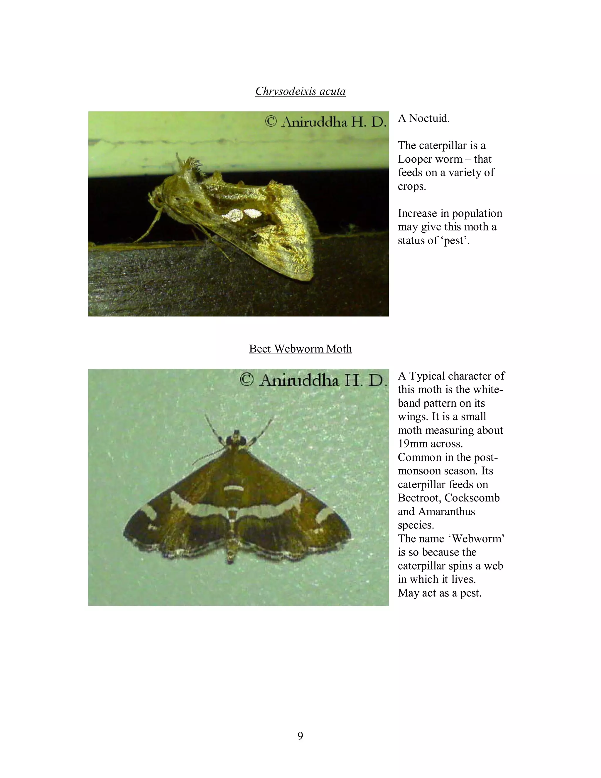 9
Chrysodeixis acuta
A Noctuid.
The caterpillar is a
Looper worm – that
feeds on a variety of
crops.
Increase in population
may give this moth a
status of ‘pest’.
Beet Webworm Moth
A Typical character of
this moth is the white-
band pattern on its
wings. It is a small
moth measuring about
19mm across.
Common in the post-
monsoon season. Its
caterpillar feeds on
Beetroot, Cockscomb
and Amaranthus
species.
The name ‘Webworm’
is so because the
caterpillar spins a web
in which it lives.
May act as a pest.
 