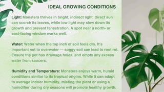 Monstera Deliciosa – The Iconic Swiss Cheese Plant.pdf