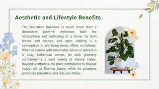 philodendron tahiti Philodendron mayoi