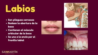 Labios Boca Cavidad Bucal, anatomia, funcion, y glandulas anexas | PDF
