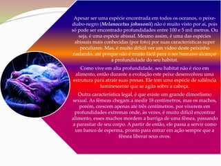 Apesar ser uma espécie encontrada em todos os oceanos, o peixe-
diabo-negro (Melanocetus johnsonii) não é muito visto por aí, pois
só pode ser encontrado profundidades entre 100 e 5 mil metros. Ou
seja, é uma espécie abissal. Mesmo assim, é uma das espécies
abissais mais conhecidas (por foto) por suas características super
peculiares. Mas, é muito difícil ver um vídeo deste peixinho
nadando, até porque não é muito fácil para o ser humano alcançar
a profundidade do seu habitat.
Como vive em alta profundidade, seu habitat não é rico em
alimento, então durante a evolução este peixe desenvolveu uma
estrutura para atrair suas presas. Ele tem uma espécie de saliência
luminescente que se agita sobre a cabeça.
Outra característica legal, é que existe um grande dimorfismo
sexual. As fêmeas chegam a medir 18 centímetros, mas os machos,
porém, crescem apenas até três centímetros. por viverem em
profundidades extremas onde, às vezes, é muito difícil encontrar
alimento, esses machos mordem a barriga de uma fêmea, passando
a parasitar de seu corpo. A partir de então, ele passa a servir como
um banco de esperma, pronto para entrar em ação sempre que a
fêmea liberar seus ovos.
 