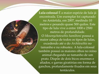 Lula-colossal É a maior espécie de lula já
encontrada. Um exemplar foi capturado
na Antártida, em 2007, medindo 10
metros e pesando quase 500 quilos. Este
tipo de lula vive a entre 1000 e 2500
metros de profundidade.
O Mesonychoteuthis hamiltoni possui a
maior cabeça de todos os tipos de lulas,
excedendo até o do Architeuthis no
tamanho e na robustez. A lula-colossal
também possui os maiores olhos no reino
animal chegando ao tamanho de um
prato. Dispõe de dois bicos enormes e
afiados, e garras giratórias em forma de
ganchos, profundamente fixados em seus
tentáculos.
 