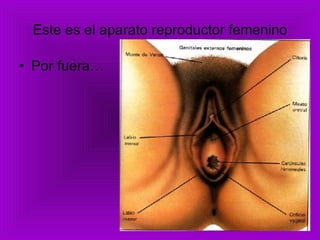 Este es el aparato reproductor femenino Por fuera… 