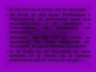 El Día Uno es el primer día de sangrado Se divide en dos fases: Proliferativa o Preovulatoria (el endometrio hace una reconstrucción) y la Secretora o Posovulatoria (el endometrio se desprende). Alrededor del día 14 un óvulo se desprende del ovario esperando ser fecundado, lo que es llamado Ovulación. Si el óvulo no es fecundado la capa formada en el interior de la cavidad endometrial sale en forma de sangre. 