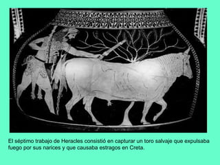 El séptimo trabajo de Heracles consistió en capturar un toro salvaje que expulsaba fuego por sus narices y que causaba estragos en Creta.  