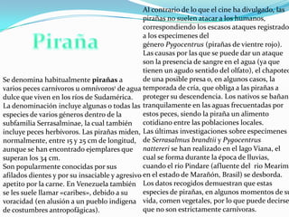 Al contrario de lo que el cine ha divulgado, las
pirañas no suelen atacar a los humanos,
correspondiendo los escasos ataques registrado
a los especímenes del
género Pygocentrus (pirañas de vientre rojo).
Las causas por las que se puede dar un ataque
son la presencia de sangre en el agua (ya que
tienen un agudo sentido del olfato), el chapoteo
de una posible presa o, en algunos casos, la
Se denomina habitualmente pirañas a
varios peces carnívoros u omnívoros1 de agua temporada de cría, que obliga a las pirañas a
dulce que viven en los ríos de Sudamérica. proteger su descendencia. Los nativos se bañan
La denominación incluye algunas o todas las tranquilamente en las aguas frecuentadas por
estos peces, siendo la piraña un alimento
especies de varios géneros dentro de la
subfamilia Serrasalminae, la cual también cotidiano entre las poblaciones locales.
incluye peces herbívoros. Las pirañas miden, Las últimas investigaciones sobre especímenes
normalmente, entre 15 y 25 cm de longitud, de Serrasalmus brandtii y Pygocentrus
aunque se han encontrado ejemplares que nattereri se han realizado en el lago Viana, el
cual se forma durante la época de lluvias,
superan los 34 cm.
cuando el río Pindare (afluente del rio Mearim,
Son popularmente conocidas por sus
afilados dientes y por su insaciable y agresivo en el estado de Marañón, Brasil) se desborda.
apetito por la carne. En Venezuela también Los datos recogidos demuestran que estas
especies de pirañas, en algunos momentos de su
se les suele llamar «caribes», debido a su
voracidad (en alusión a un pueblo indigena vida, comen vegetales, por lo que puede decirse
que no son estrictamente carnívoras.
de costumbres antropofágicas).

 