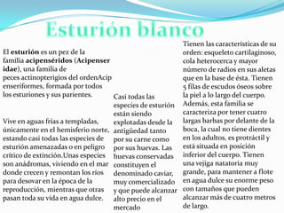 Tienen las características de su
El esturión es un pez de la
orden: esqueleto cartilaginoso,
familia acipenséridos (Acipenser
cola heterocerca y mayor
idae), una familia de
número de radios en sus aletas
peces actinopterigios del ordenAcip
que en la base de ésta. Tienen
enseriformes, formada por todos
5 filas de escudos óseos sobre
los esturiones y sus parientes.
la piel a lo largo del cuerpo.
Casi todas las
especies de esturión Además, esta familia se
caracteriza por tener cuatro
están siendo
Vive en aguas frías a templadas,
explotadas desde la largas barbas por delante de la
boca, la cual no tiene dientes
únicamente en el hemisferio norte, antigüedad tanto
en los adultos, es protráctil y
estando casi todas las especies de por su carne como
está situada en posición
esturión amenazadas o en peligro por sus huevas. Las
crítico de extinción.Unas especies huevas conservadas inferior del cuerpo. Tienen
una vejiga natatoria muy
son anádromas, viviendo en el mar constituyen el
donde crecen y remontan los ríos denominado caviar, grande, para mantener a flote
para desovar en la época de la
muy comercializado en agua dulce su enorme peso
reproducción, mientras que otras y que puede alcanzar con tamaños que pueden
alcanzar más de cuatro metros
pasan toda su vida en agua dulce. alto precio en el
de largo.
mercado

 
