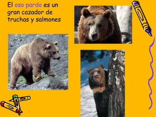 El oso pardo es un gran cazador de truchas y salmones