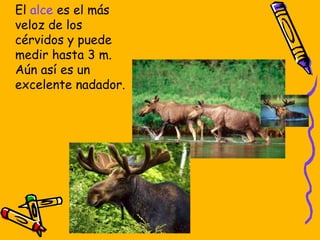 El  alce  es el más veloz de los cérvidos y puede medir hasta 3 m. Aún así es un excelente nadador. 