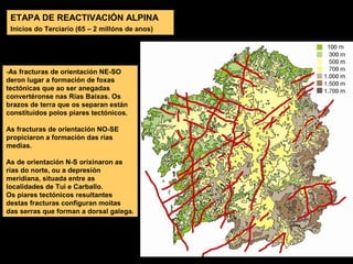 ETAPA DE REACTIVACIÓN ALPINA
Inicios do Terciario (65 – 2 millóns de anos)
-As fracturas de orientación NE-SO
deron lugar a formación de foxas
tectónicas que ao ser anegadas
convertéronse nas Rías Baixas. Os
brazos de terra que os separan están
constituídos polos piares tectónicos.
As fracturas de orientación NO-SE
propiciaron a formación das rías
medias.
As de orientación N-S orixinaron as
rías do norte, ou a depresión
meridiana, situada entre as
localidades de Tui e Carballo.
Os piares tectónicos resultantes
destas fracturas configuran moitas
das serras que forman a dorsal galega.
 