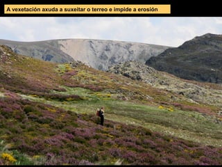 A vexetación axuda a suxeitar o terreo e impide a erosión
 