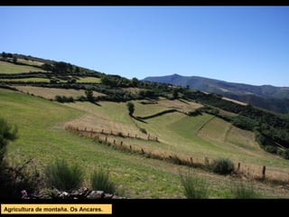 Agricultura de montaña. Os Ancares.
 