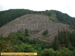 Repoboación despois dun incendio. Carballido.
 