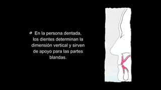 En la persona dentada,
los dientes determinan la
dimensión vertical y sirven
de apoyo para las partes
blandas.
 