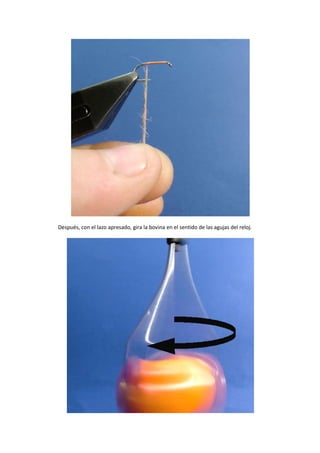 Después, con el lazo apresado, gira la bovina en el sentido de las agujas del reloj.
 