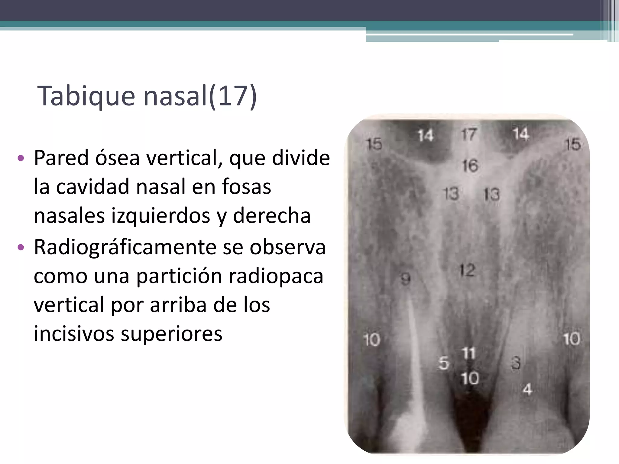 Montaje de radiografías y anatomía radiográfica | PPTX