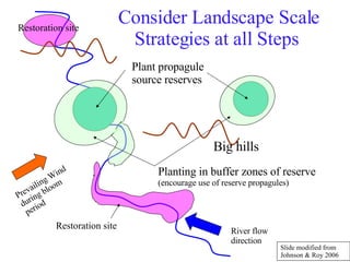 Consider Landscape Scale Strategies at all Steps  Prevailing Wind during bloom period Plant propagule source reserves Planting in buffer zones of reserve  (encourage use of reserve propagules) River flow direction Restoration site Restoration site Big hills Slide modified from  Johnson & Roy 2006 
