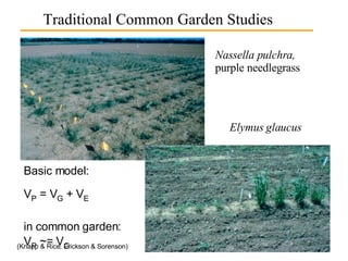 Nassella pulchra,  purple needlegrass Basic model: V P  = V G  + V E in common garden: V P  ~= V G   Elymus glaucus Traditional Common Garden Studies (Knapp & Rice; Erickson & Sorenson) 