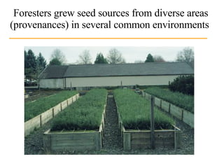 Foresters grew seed sources from diverse areas (provenances) in several common environments  