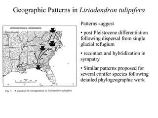 Geographic Patterns in  Liriodendron tulipifera Patterns suggest post Pleistocene differentiation following dispersal from single glacial refugium recontact and hybridization in sympatry  Similar patterns proposed for several conifer species following detailed phylogeographic work 