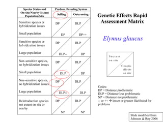 Genetic Effects Rapid Assessment Matrix Codes: DP = Distance problematic  DLP = Distance less problematic NP = Distance not problematic -- or ++    lesser or greater likelihood for problems Elymus glaucus Slide modified from  Johnson & Roy 2006 