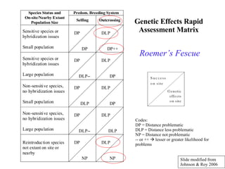 Genetic Effects Rapid Assessment Matrix Codes: DP = Distance problematic  DLP = Distance less problematic NP = Distance not problematic -- or ++    lesser or greater likelihood for problems Roemer’s Fescue Slide modified from  Johnson & Roy 2006 