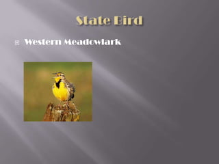 

Western Meadowlark

 
