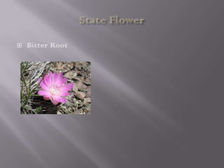 

Bitter Root

 