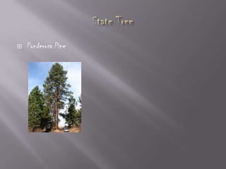 

Ponderosa Pine

 