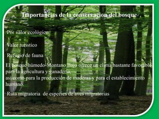 Bosque seco subtropical