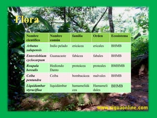 Bosque muy húmedo subtropical