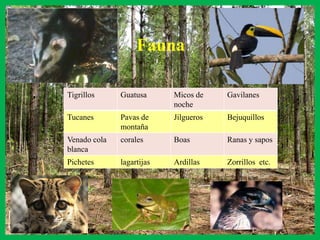Bosque montano alto (altoandinos) Bosques por encima de 2700 msnm y llegan hasta el límite de los  árboles, cerca de los 3200 msnm en condiciones favorables.  Bajos, muy densos, con gran abundancia de epífitas que ayudan a condensar la humedad. como quiches, orquídeas, musgos y líquenes que los cubren por completo. Producción mucho más alta que el consumo, da lugar a acumulación de materia orgánica en el suelo. Suelos ácidos pero aptos para pastos y papa.  Muy presionados por uso agropecuario.