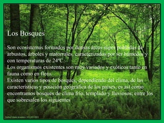 ecosistema Montano bajo | PPTX
