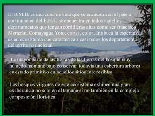 Bosque muy húmedo montano subtropical