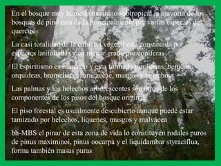 Bosque muy seco tropical  