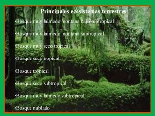 Principales ecosistemas terrestres <br /><ul><li>Bosque muy húmedo montano bajo subtropical
