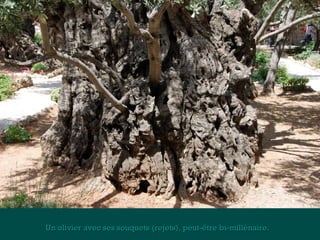 Un olivier avec ses souquets (rejets), peut-êêttrree bbii--mmiilllléénnaaiirree.. 
 