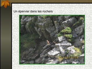 Un épervier dans les rochers 
 