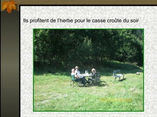Ils profitent de l’herbe pour le casse croûte du soir 
 