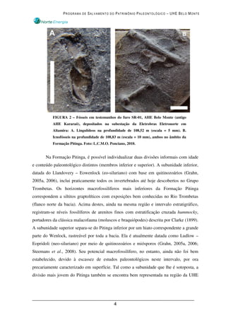 PROGRAMA DE SALVAMENTO DO PATRIMÔNIO PALEONTOLÓGICO – UHE BELO MONTE




           FIGURA 2 – Fósseis em testemunhos do furo SR-01, AHE Belo Monte (antigo
           AHE Kararaô), depositados na subestação da Eletrobras Eletronorte em
           Altamira: A. Lingulídeos na profundidade de 108,52 m (escala = 5 mm). B.
           Icnofósseis na profundidade de 108,83 m (escala = 10 mm), ambos no âmbito da
           Formação Pitinga. Foto: L.C.M.O. Ponciano, 2010.


       Na Formação Pitinga, é possível individualizar duas divisões informais com idade
e conteúdo paleontológico distintos (membros inferior e superior). A subunidade inferior,
datada do Llandovery – Eowenlock (eo-siluriano) com base em quitinozoários (Grahn,
2005a, 2006), inclui praticamente todos os invertebrados até hoje descobertos no Grupo
Trombetas. Os horizontes macrofossilíferos mais inferiores da Formação Pitinga
correspondem a siltitos graptolíticos com exposições bem conhecidas no Rio Trombetas
(flanco norte da bacia). Acima destes, ainda na mesma região e intervalo estratigráfico,
registram-se níveis fossilíferos de arenitos finos com estratificação cruzada hummocky,
portadores da clássica malacofauna (moluscos e braquiópodes) descrita por Clarke (1899).
A subunidade superior separa-se do Pitinga inferior por um hiato correspondente a grande
parte do Wenlock, rastreável por toda a bacia. Ela é atualmente datada como Ludlow –
Eopridoli (neo-siluriano) por meio de quitinozoários e miósporos (Grahn, 2005a, 2006;
Steemans et al., 2008). Seu potencial macrofossilífero, no entanto, ainda não foi bem
estabelecido, devido à escassez de estudos paleontológicos neste intervalo, por ora
precariamente caracterizado em superfície. Tal como a subunidade que lhe é sotoposta, a
divisão mais jovem do Pitinga também se encontra bem representada na região da UHE




                                              4
 