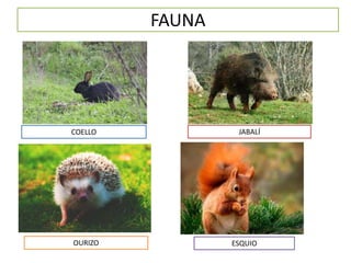 FAUNA
COELLO JABALÍ
OURIZO ESQUIO
 